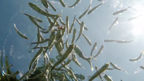 peces nadando en aguas poco profundas muy claras y transparentes