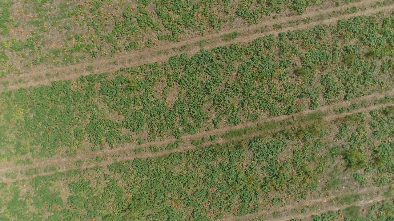 una vista aérea de cerca de las tierras de cultivo amish y el campo con campos de calabaza en un día soleado de verano