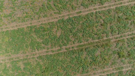 An-Aerial-Close-Up-View-of-Amish-Farmlands-and-Countryside-with-Pumpkin-Fields-on-a-Sunny-Summer-Day