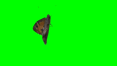 mariposa de bucle en pantalla verde de fondo canal alfa añadido imágenes chromakey