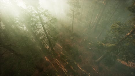 Drohne-Bricht-Durch-Den-Nebel,-Um-Mammutbäume-Und-Kiefern-Zu-Zeigen