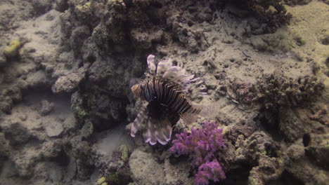 Lion-Fish-swimming-by-The-Coral-Reef-of-The-Red-Sea-of-Egypt