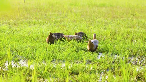 bandada de patos domésticos de peso pesado que alimentan insectos en un campo con agua