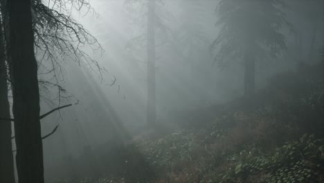 Nadelwald,-Der-Von-Der-Brennenden-Sonne-Auf-Einem-Nebligen-Hintergrund-Beleuchtet-Wird