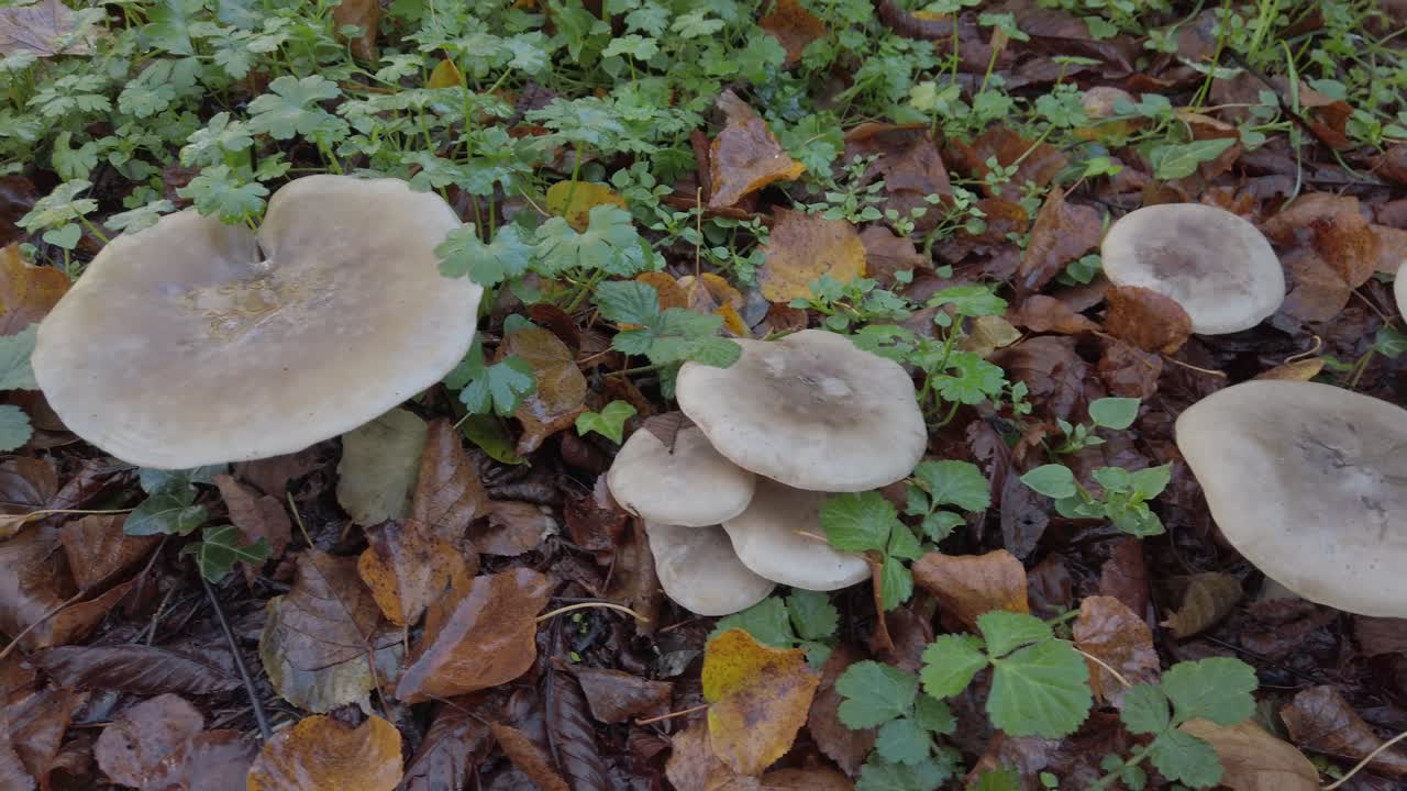 Several clouded agaric mushrooms, also known as clitocybe nebularis, thrive among fallen leaves and green vegetation in a mediterranean forest floor