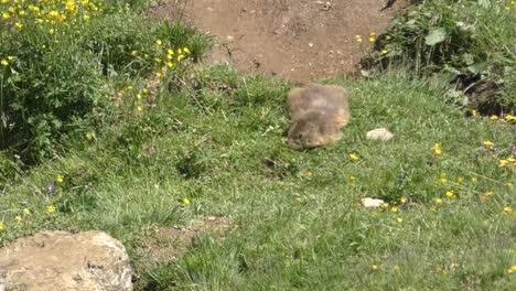 lone yellow-bellied marmot feeding grass at summer