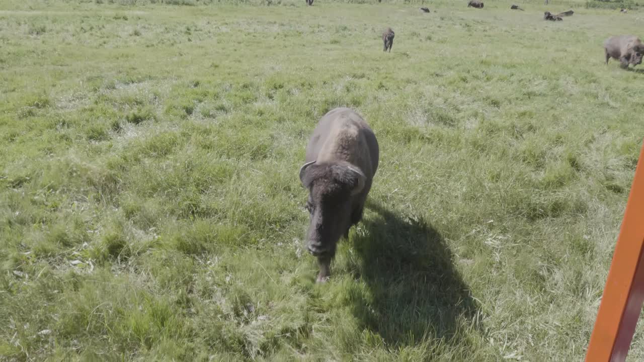 wide shot of bison coming towards