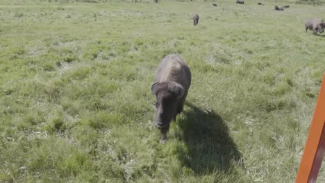 wide shot of bison coming towards
