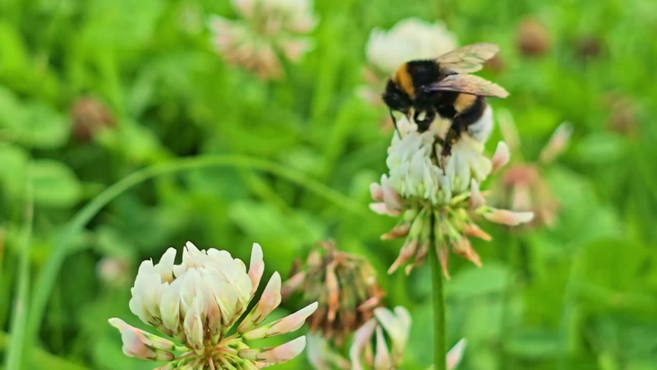 Detailed close-up of a bumblebee collecting nectar from a clover flower in a green field