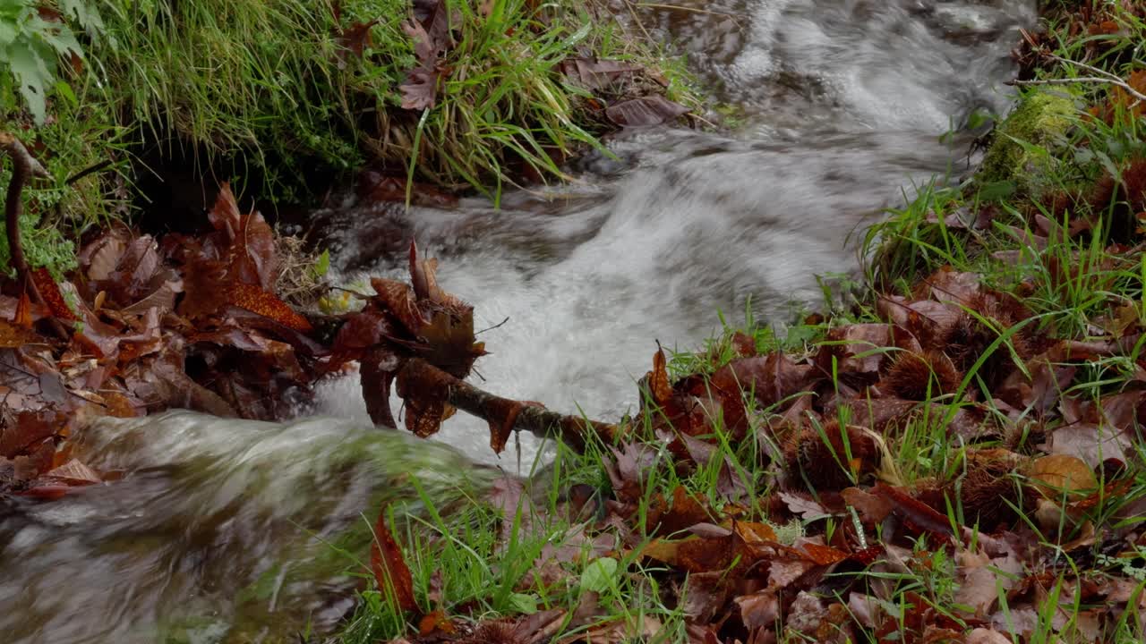 Small Stream Flowing Through A Natural Path Surrounded By Grass And Leaves