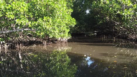 Tranquil-view-of-a-Mangrove-Forest-in-Bali,-Indonesia