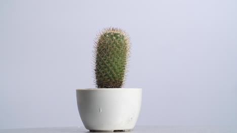 vieja planta de cactus girando a su alrededor en el fondo de la pantalla blanca