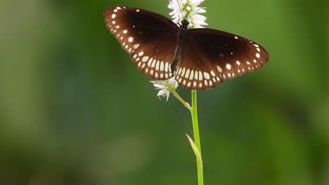 butterfly in flower footage