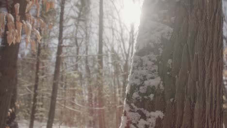 Während-Des-Sonnenaufgangs-Am-Morgen-Wurde-Schnee-Aufgewirbelt-Und-Ruhte-Auf-Einem-Baum-Im-Wald