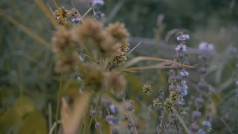 Toma-Cinematográfica-De-Cyperus-Alternifolius-También-Conocido-Como-El-Papiro,-La-Planta-Está-Llena-De-Semillas---Muestra-También-Algunas-Flores-Violetas-En-El-Fondo