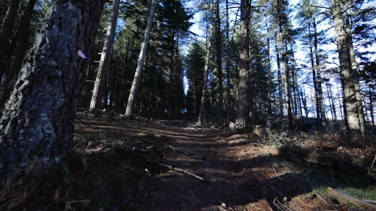 새벽에 숲을  ⁇ 고