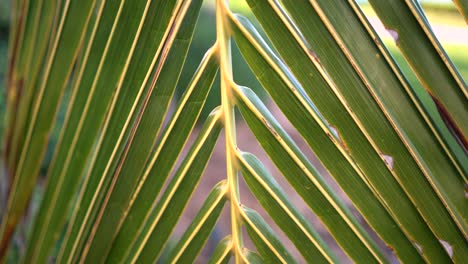 Close-up-pan-of-a-palm-leaf-in-a-tropical-garden