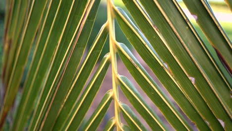 close up pan of a palm leaf in a tropical garden