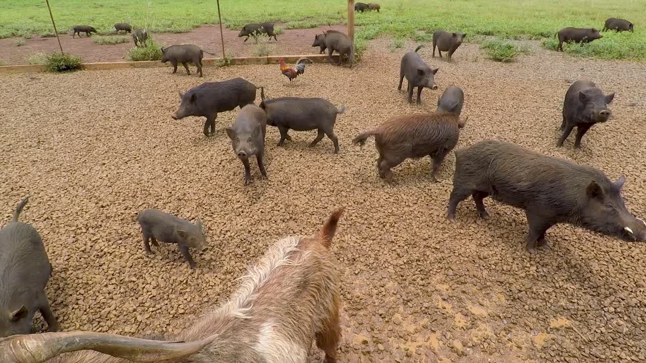 하와이 카우아이 카일로하나 플랜테이션 농장
