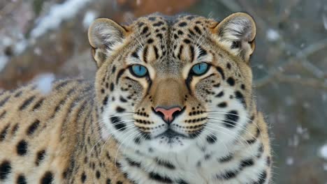 intense portrait of a beautiful leopard with striking blue eyes