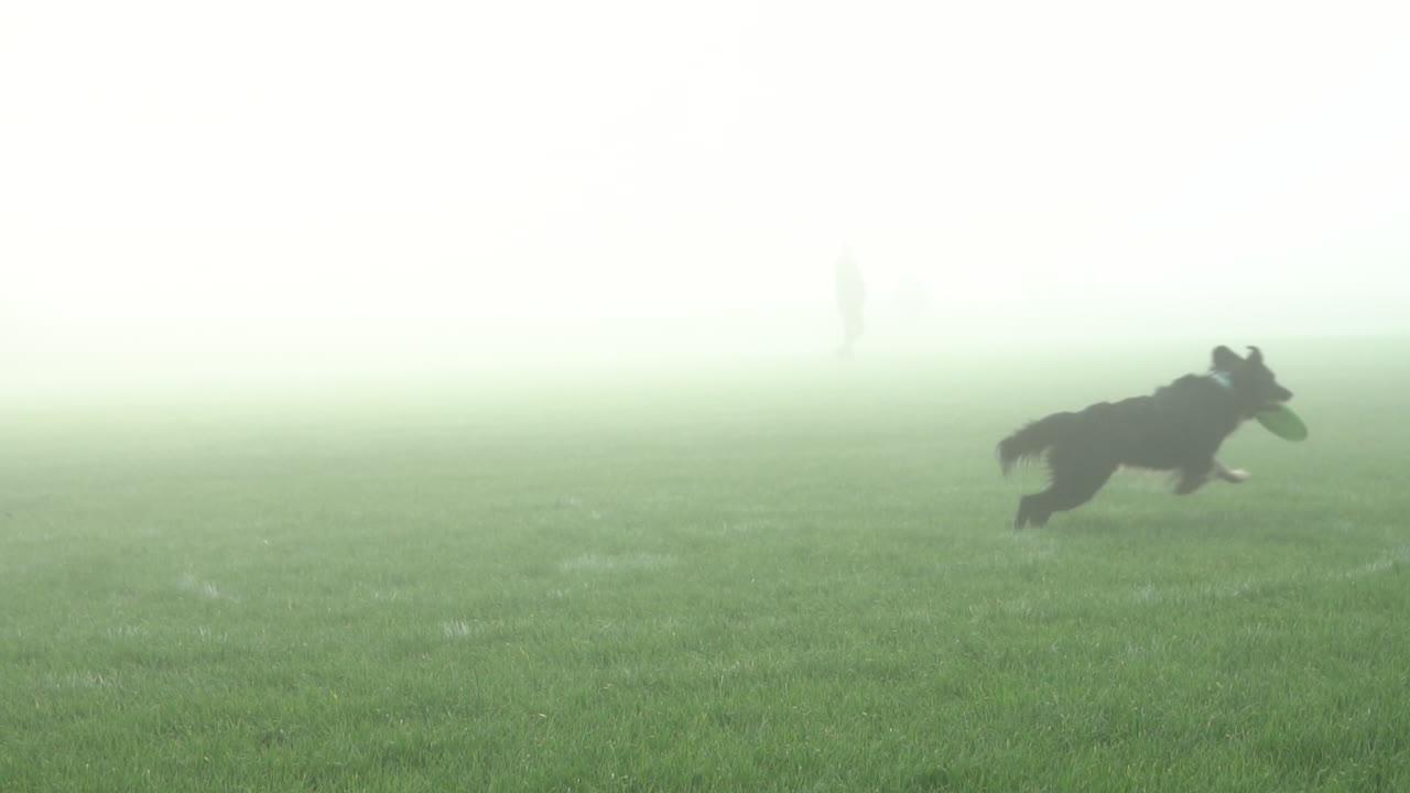 Incredible Jumping Height, Black Dog Catches Frisbee in Competition, Foggy, Misty Morning, Green Field Outdoors