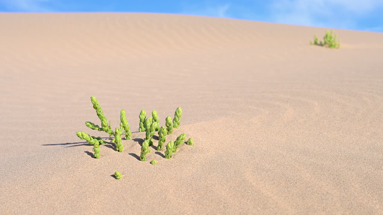 Plant Life in the Desert Sand Dunes