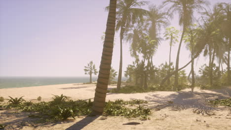 tropical beach paradise with palm trees