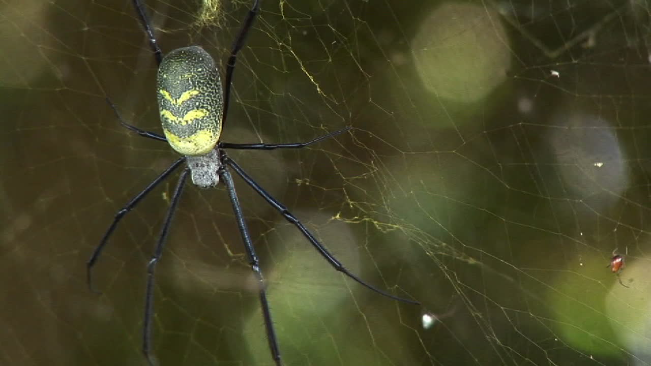 una gran araña cuelga en su web