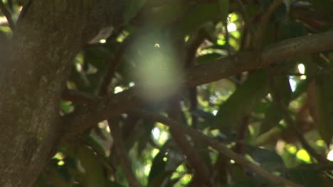 A-large-spider-hangs-in-its-web