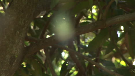 una gran araña cuelga en su web