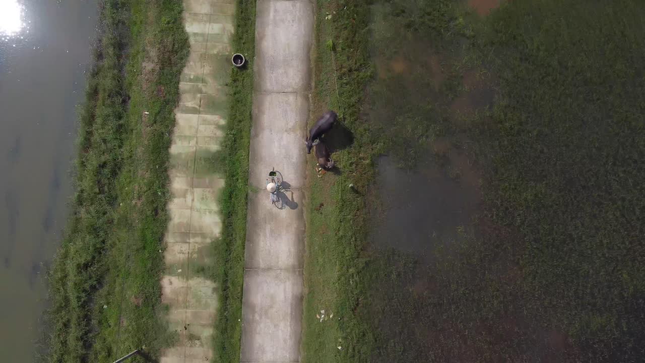 Ciclista in bicicletta su un sentiero in cemento, passando accanto a bufali al pascolo tra campi erbosi e uno specchio d'acqua.
