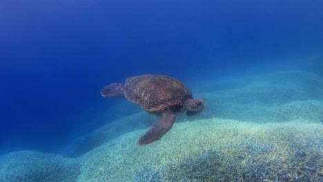spotted a sea turtle swimming on the deep blue sea near the coral reefs. - underwater shot