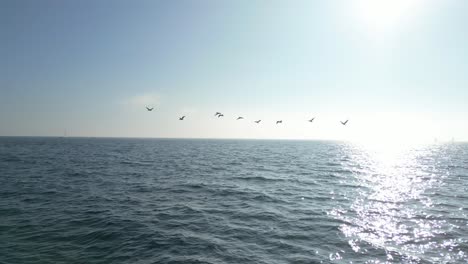 drone tracks birds soaring over pacific ocean in daylight (60fps)