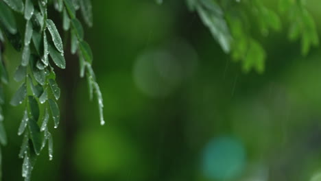 Nieselregen-Tränkte-Die-Grünen-Blätter