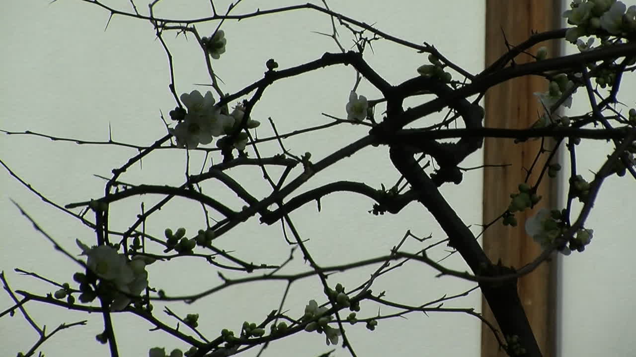 니와키로 알려진 일본 전통 방식으로 가지치기된 매화나무 가지와 꽃