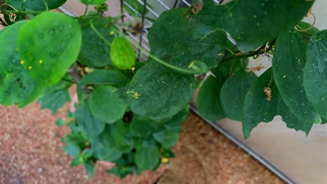 una mariposa con un patrón especial se sienta en una planta