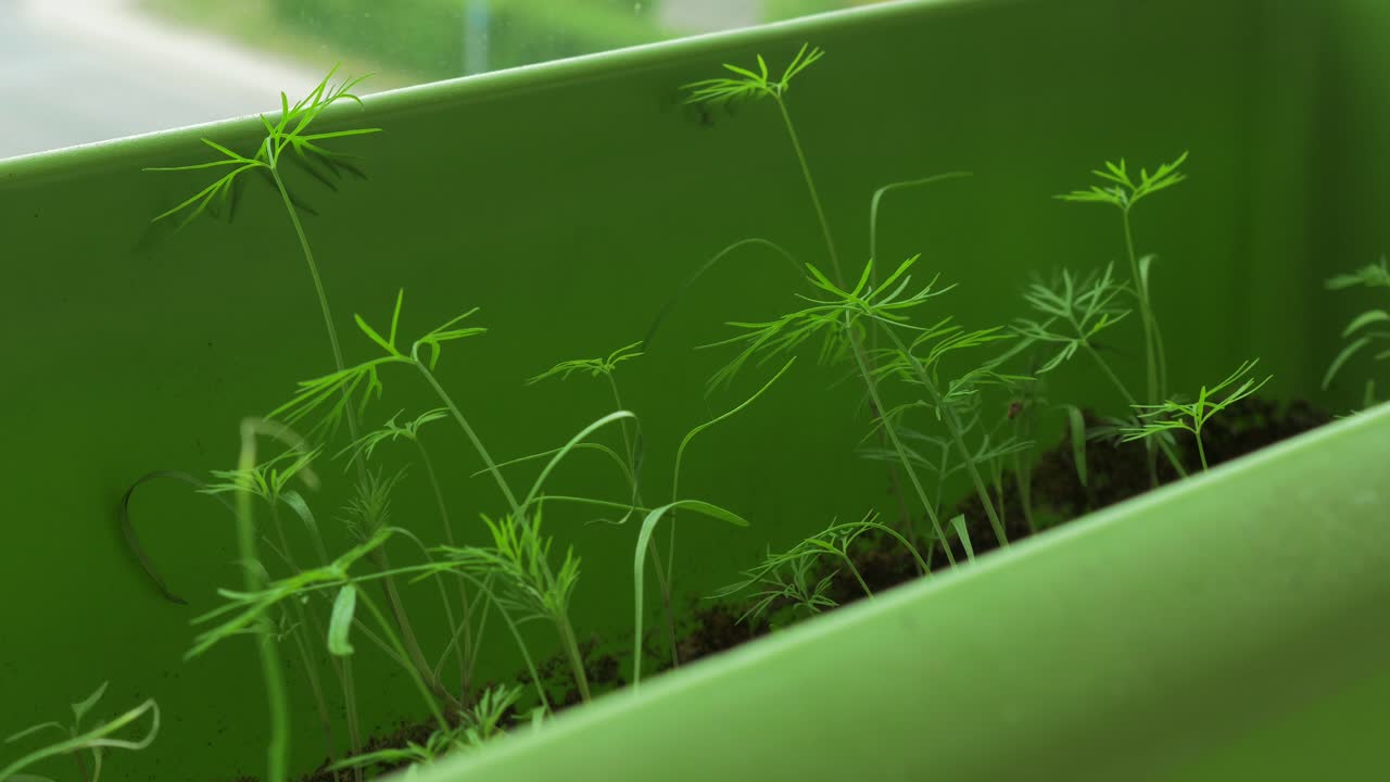 창틀 상자 정원에 있는 신선한 자생 딜과 골파, 돌리 샷을 닫습니다