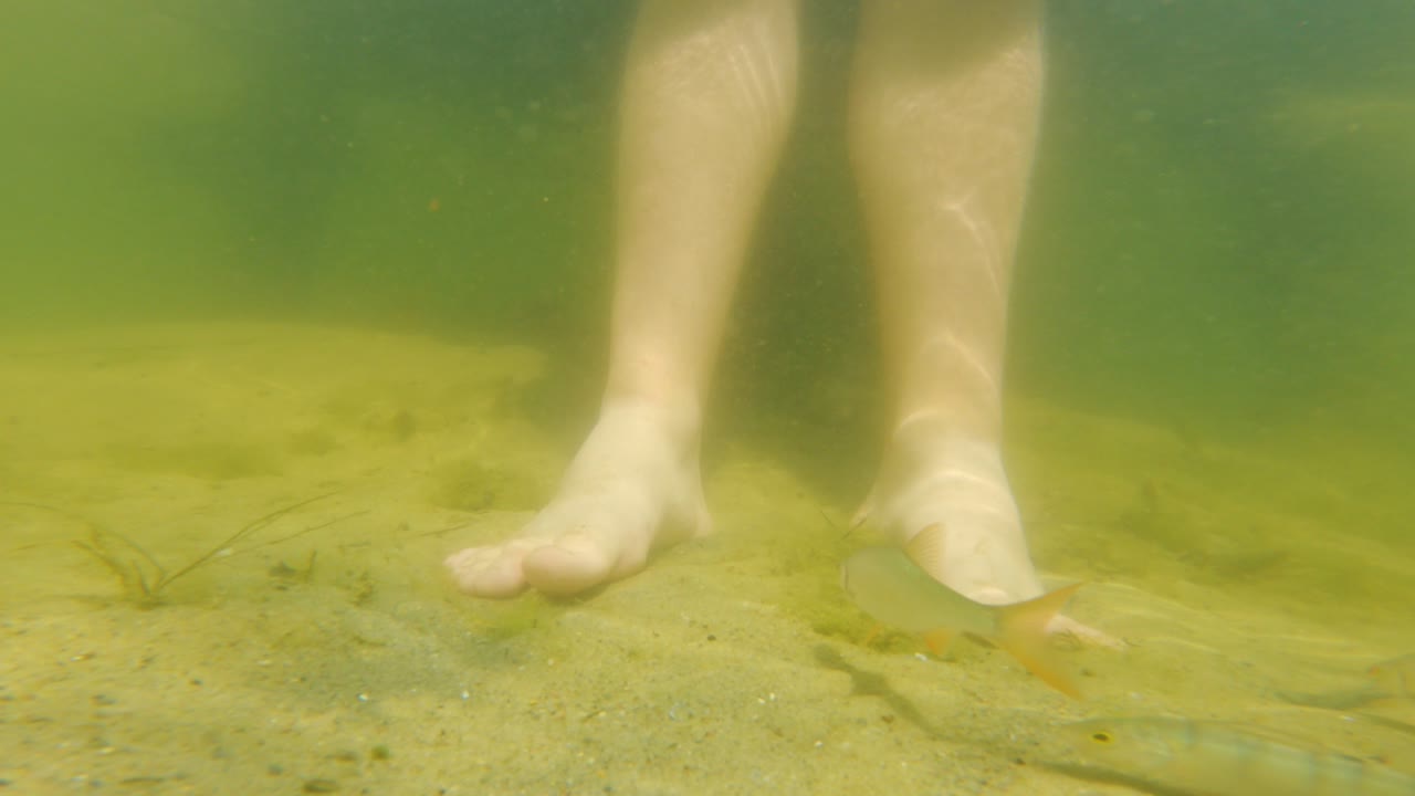 Underwater view of man legs in clear lake surrounded by small freshwater fish