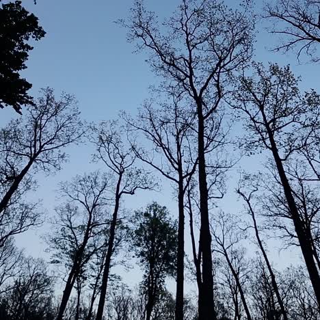 forest canopy at dusk/dawn