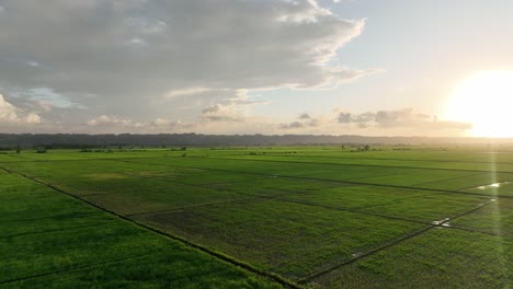 Campo-De-Arroz-En-San-Francisco-De-Macoris-En-República-Dominicana