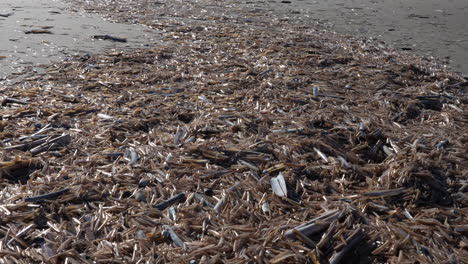 Ansammlung-Von-Schwertmuscheln-Mit-Leeren-Schalen-Am-Strand-Von-Ouddorp