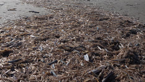 accumulation of razor clams empty shells in ouddorp beach