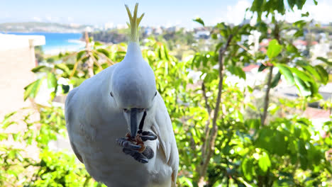 friendly cockatoo hand feeding on balcony with shot in pro res 4444xq iphone 14 pro