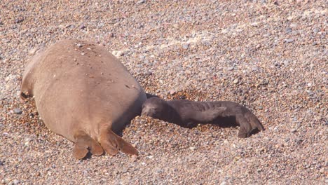 Baby-elephant-seal-pup-lays-on-the-sandy-beach-by-its-mother-as-its-yawns-in-the-mid-day-light