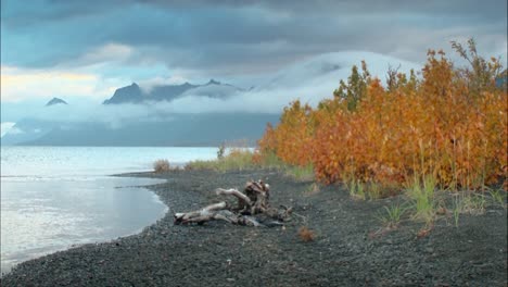 アラスカのビーチの紅葉