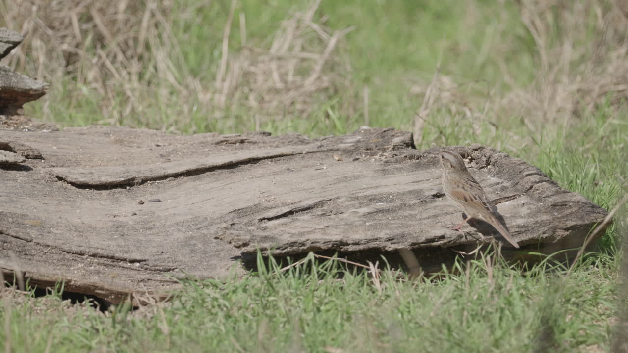 A Song Sparrow perched on a rock then hopping to the ground and looking around - Melospiza melodia