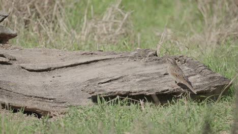 a song sparrow perched on a rock then hopping to the ground and looking around - melospiza melodia