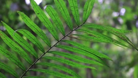 a green, tropical fern in daylight, close up, handheld