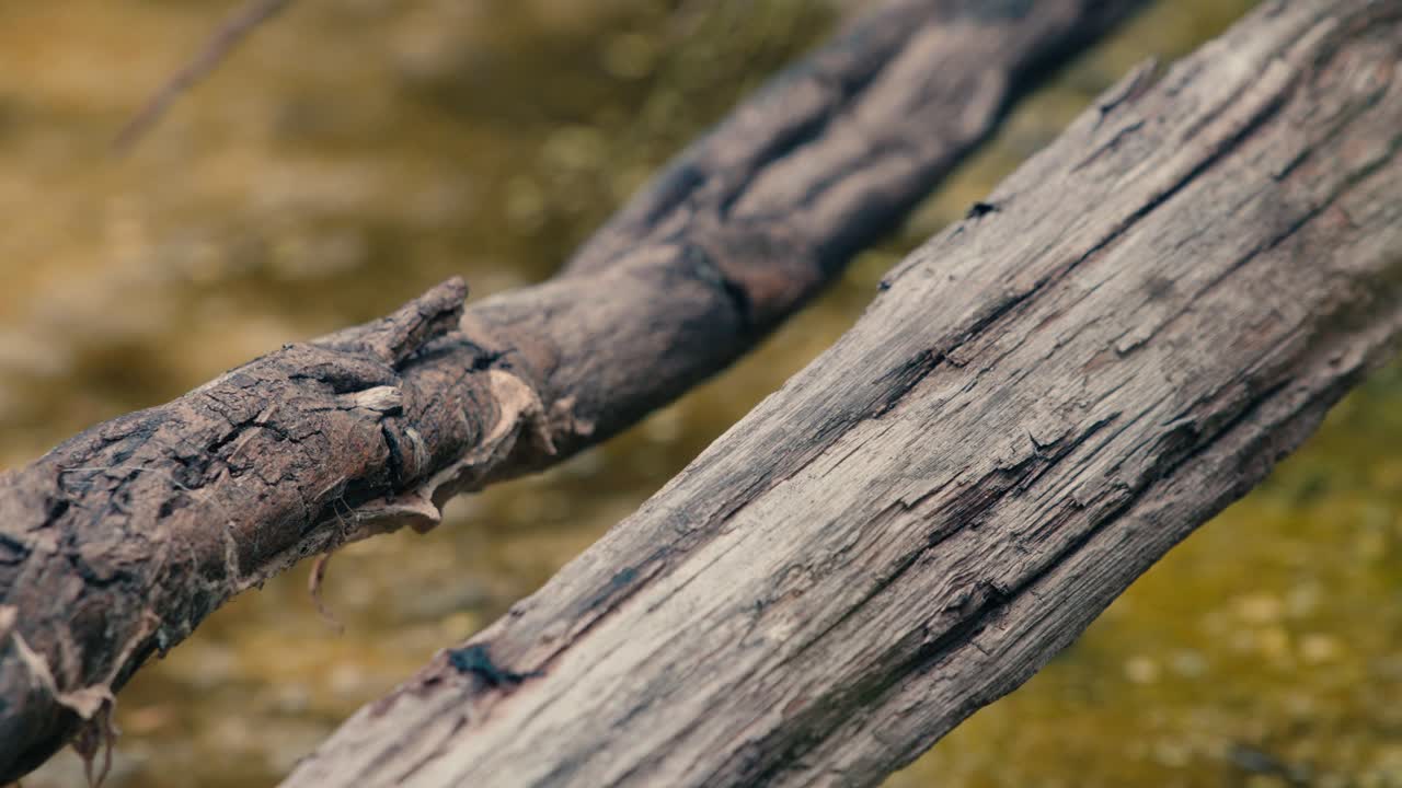 Natur, dyreliv. En koloni af myrer krydser et vandområde via en forvitret, falden trægren, der fungerer som en naturlig bro. Nærbillede af insekter, der krydser en træstamme over en bæk.
