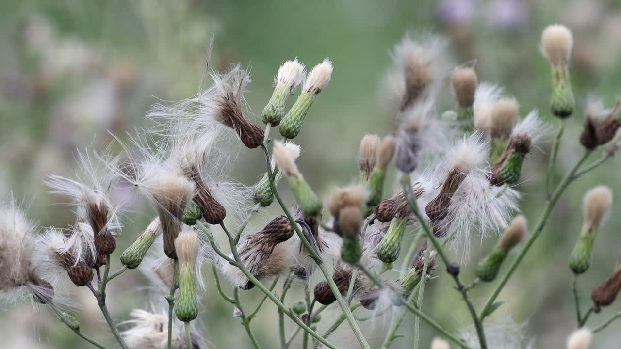 바람에 날리는 야생 엉겅퀴 씨앗